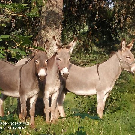 ReSource Daire Le Chambon-sur-Lignon Dış mekan fotoğraf