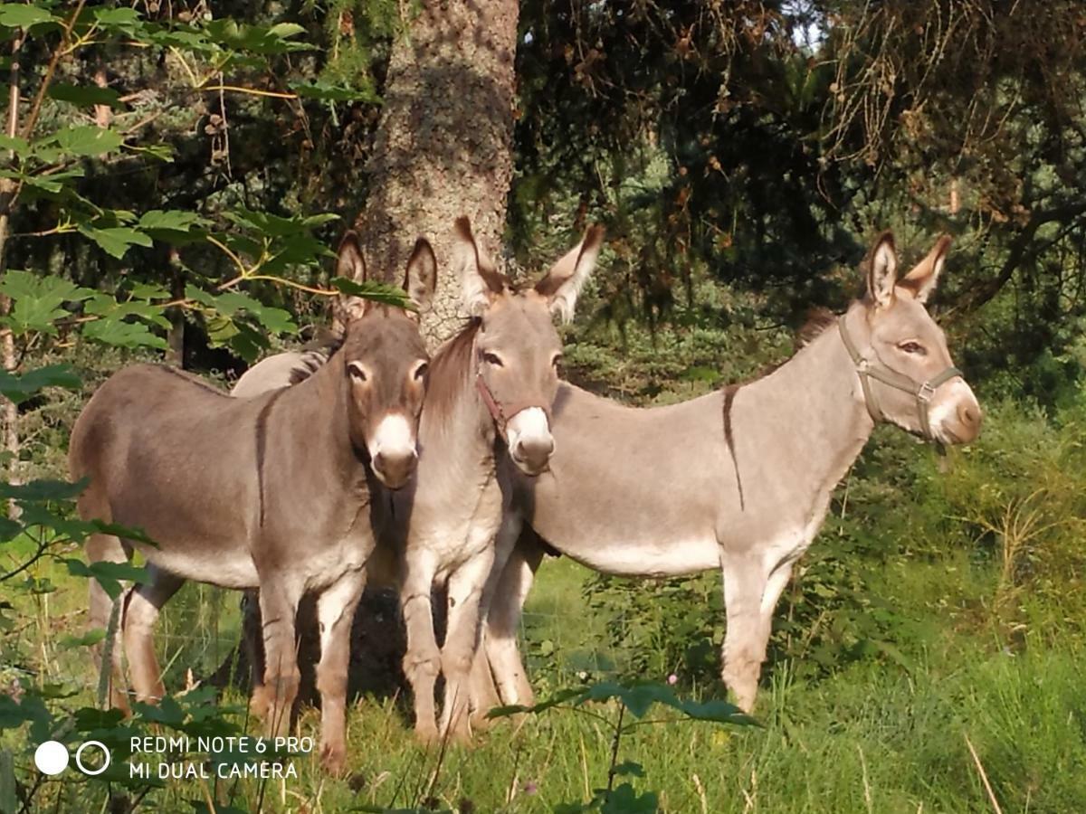 ReSource Daire Le Chambon-sur-Lignon Dış mekan fotoğraf